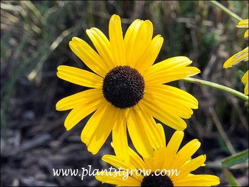 Rudbeckia Yellow Polka Dot Bikini's flowers are more yellow than other Rudbeckias (July 13)